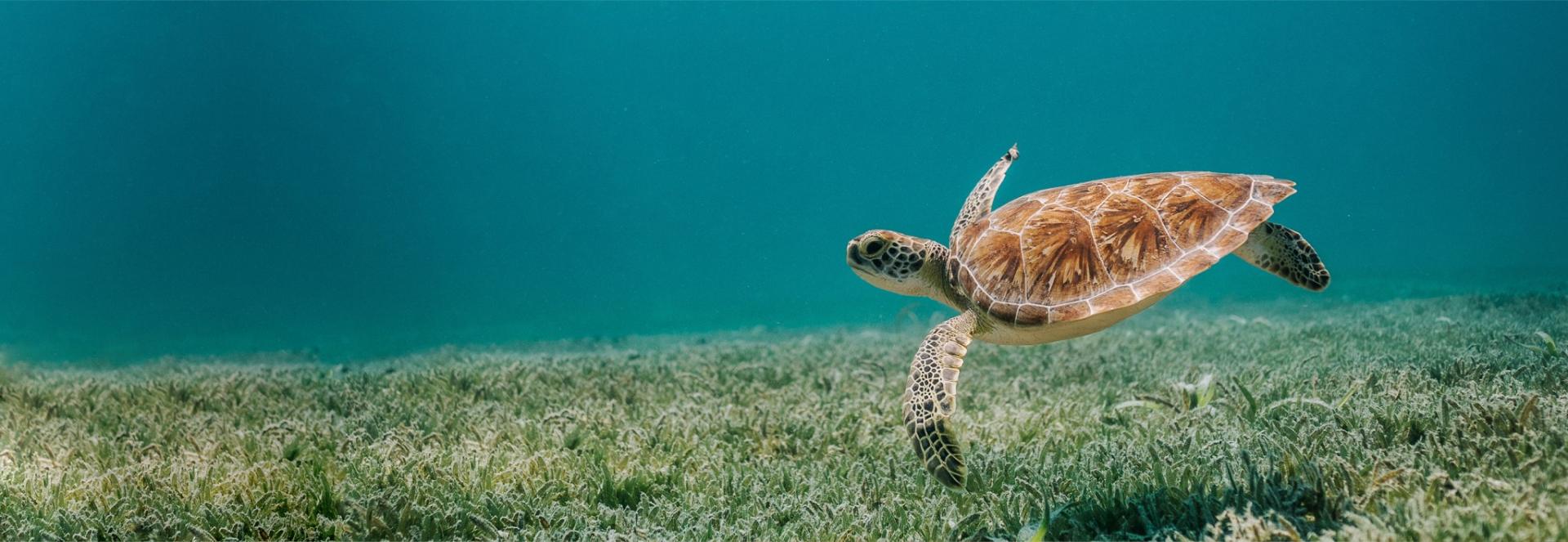 Schildkröte