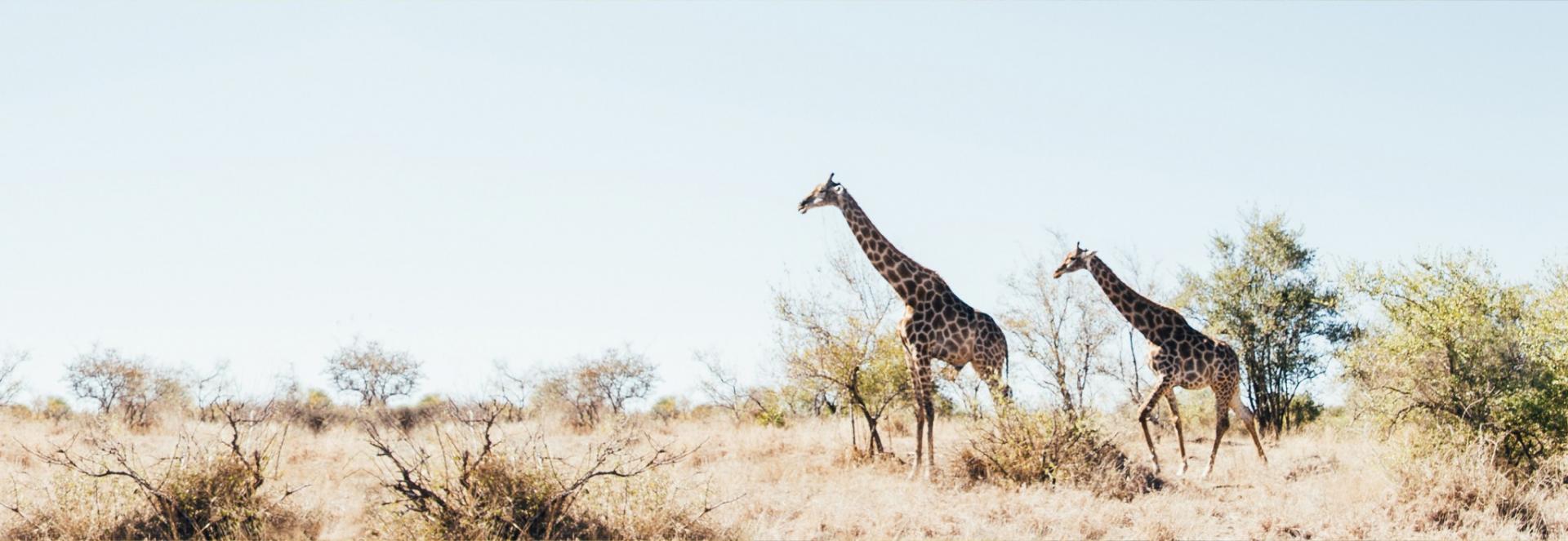Giraffen