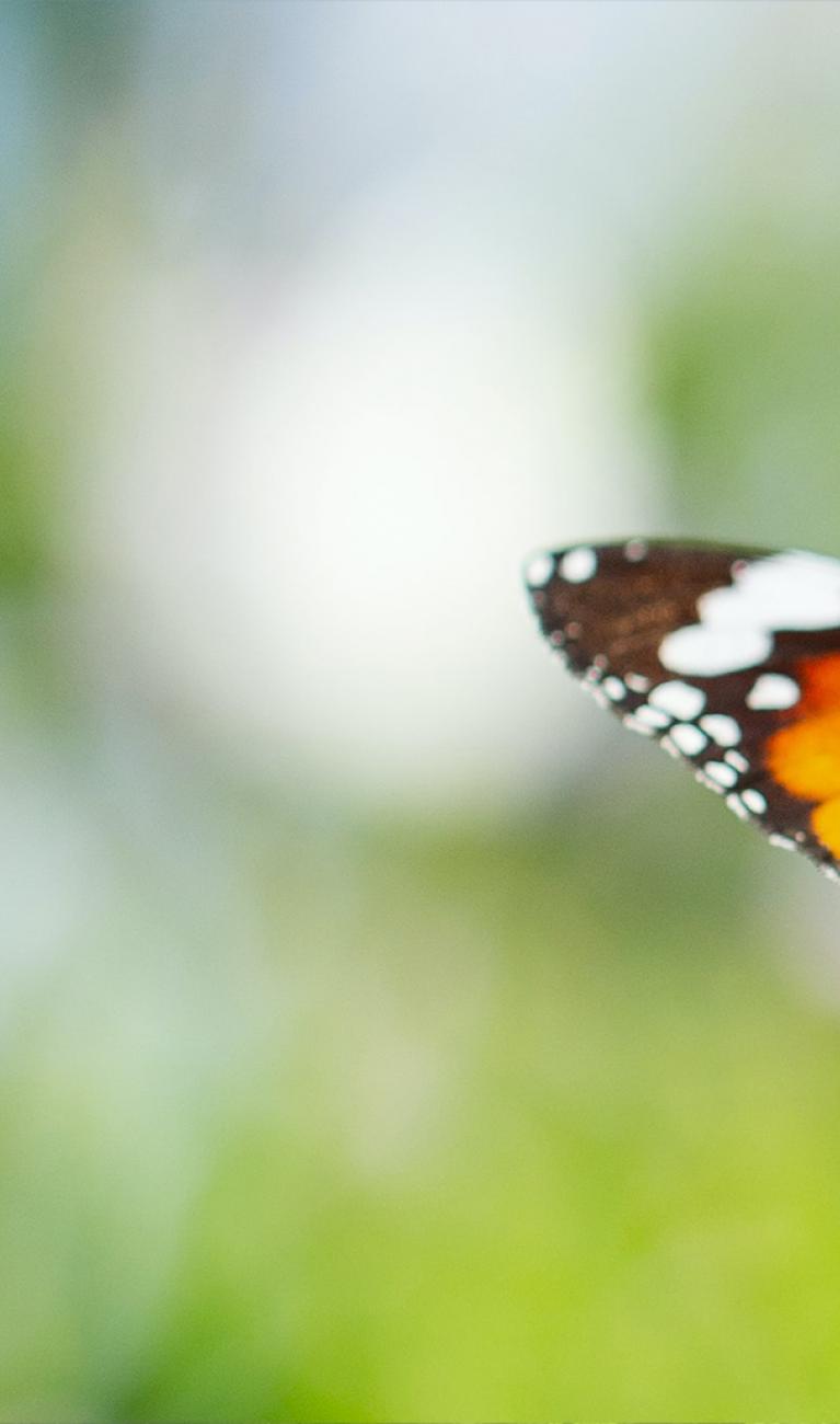 Schmetterling auf Grashalm