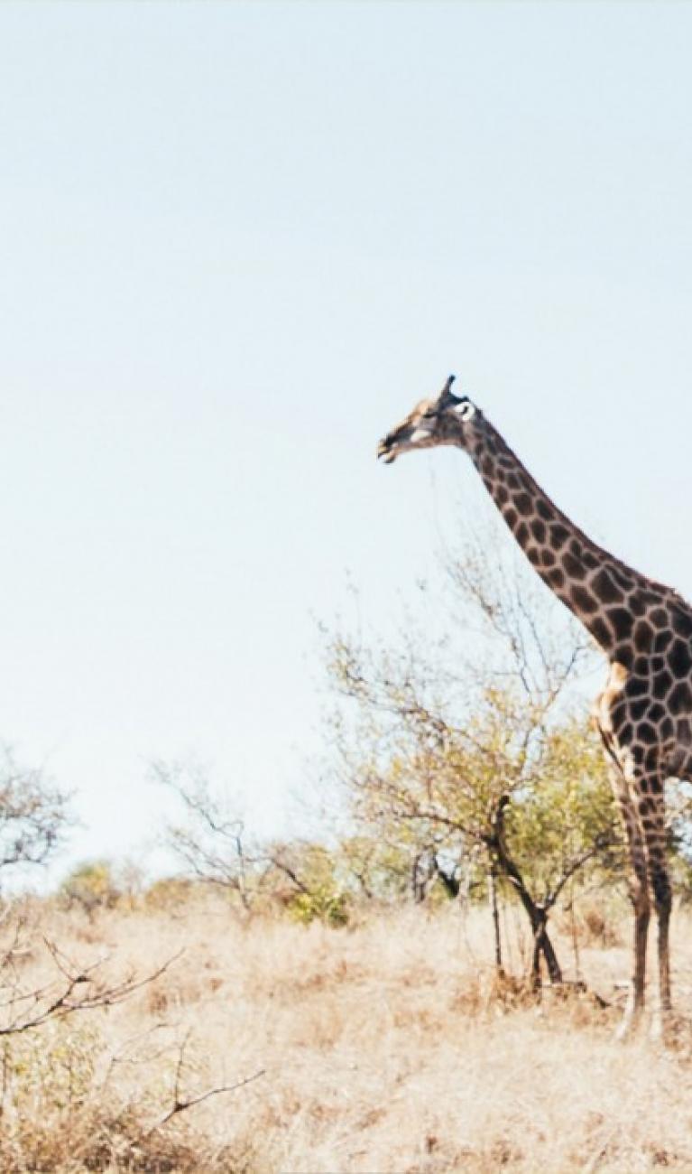 Giraffen